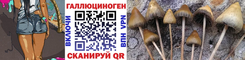 Купить где  Куровское  Псилоцибиновые грибы GOLDEN TEACHER 